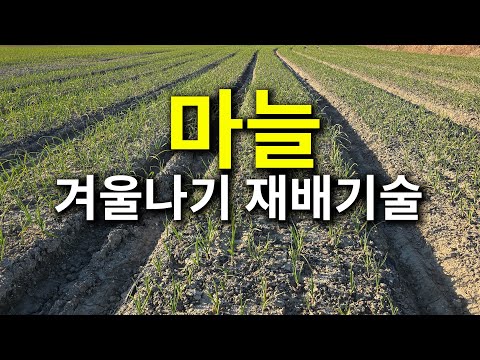 Garlic Winter Cultivation Techniques