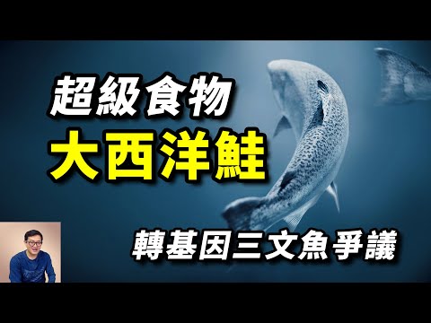 靠轉基因獲得強大特性,卻引發諸多爭議,「人造」大西洋鮭魚會成為超級食物嗎?轉基因三文魚【老肉雜談】#動物 #野生動物 #海洋生物 #鮭魚 #salmon