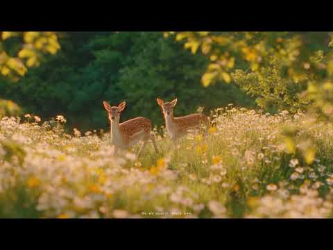 a playlist for a quiet morning π (reading, writing & studying)