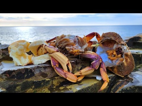 Making a Crab Pancreas Sandwich on the Rocks