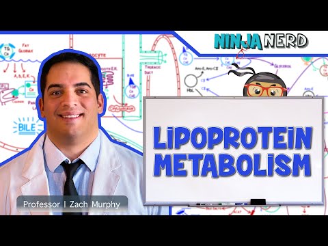 Metabolism | Lipoprotein Metabolism | Chylomicrons, VLDL, IDL, LDL, & HDL