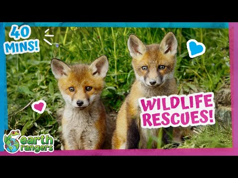40 Minutes Of Wildlife Rescues, Games And More! | Earth Rangers