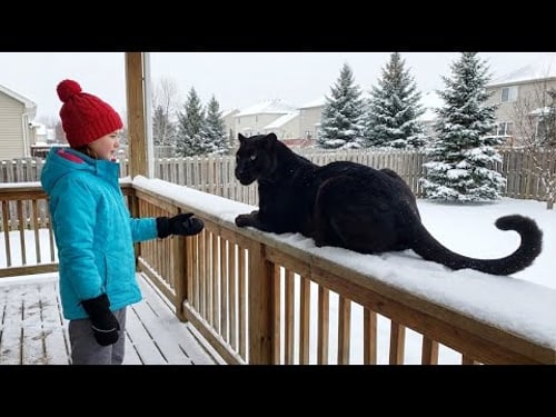 Dangerous Animals Caught Being Friendly!