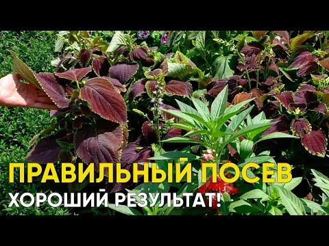 How to easily grow coleus from seeds. Sowing, first care. Features of the color of coleus