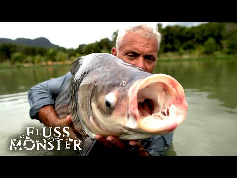 Der gemeine Hubschrauberwels: Verflucht sei, wer es fängt | S4 E04 | Fluss Monster