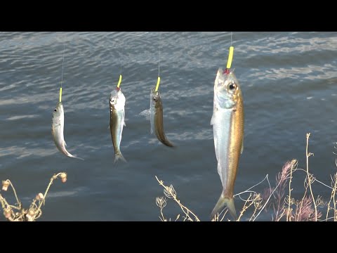 СЕЛЁДКИ КОСЯК, РЕЗИНКА В НАТЯГ. Сельдь-черноспинка на резинку. Ход селедки. Рыбалка на резинку.