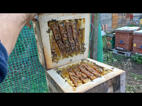 Japanese beehive Autumn honey is the most delicious