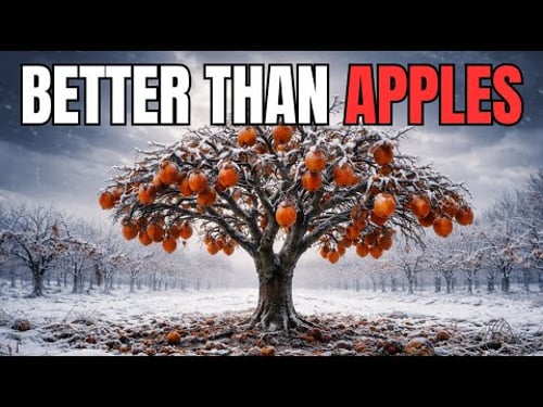 Those Fruits are BETTER THAN APPLES. Easy to Store, Hard to Kill and Feeds You All Winter