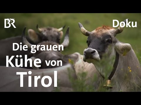 Alpen-Rinder - Die Grauen und die Roten | Doku | Unter unserem Himmel | BR | Kühe | Landwirtschaft