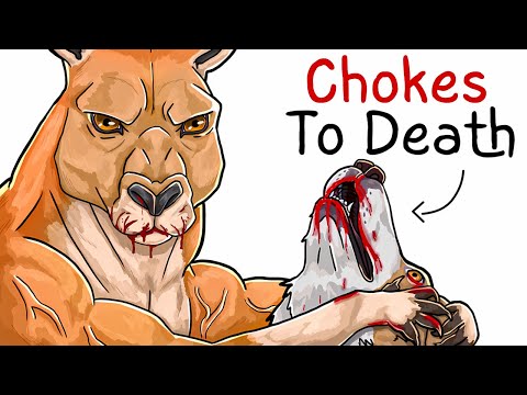 Why it Sucks To Be Born As a Kangaroo