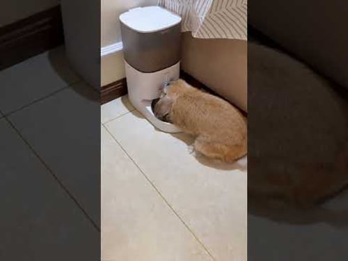 Funniest cat and dog videos of the week😂 #cats #funnycats #funnypets #funnyvideos #shortvideo