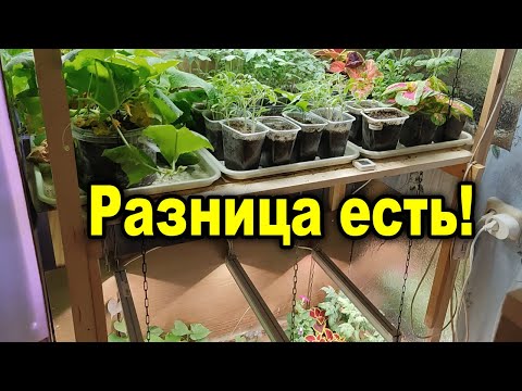 Phytolamps vs. white ones: there's a difference! A test of phytolamps for plant growth.