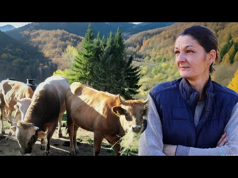Zamijenili GRAD za SELO i ŽIVOT u PLANINI – Bajkovita priča sa šumske farme koja topi srca ❤️
