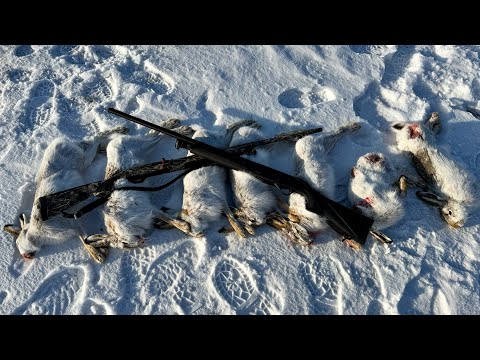 Lucky hare, never seen anything like this before. Good luck hunting! #hunting