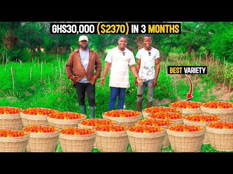 Tomato Farming Explained | How To Make GHS30,000($2,370) From Just an Acre of Tomato Farm In Ghana.