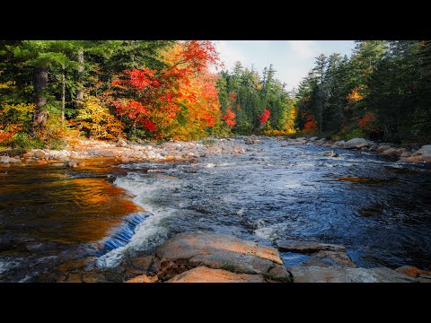 Peaceful Autumn River (4K) - River Sounds | Relaxing Nature Video - Sleep, Study, Relax