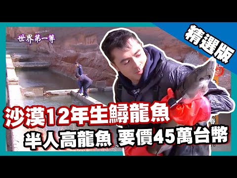 【陝西】沙漠皇帝魚 巨無霸天價鱘龍魚|《世界第一等》653集精華版