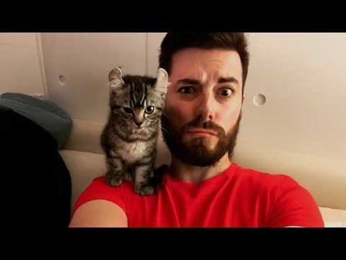 When Kittens Are Being Total Little Humans π Funny Cat and Human