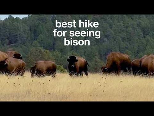 Hiking Wind Cave National Park: Lookout Point Bison Hike