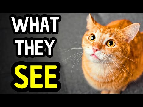How Cats See Humans – The Science Every Cat Owner Should Know