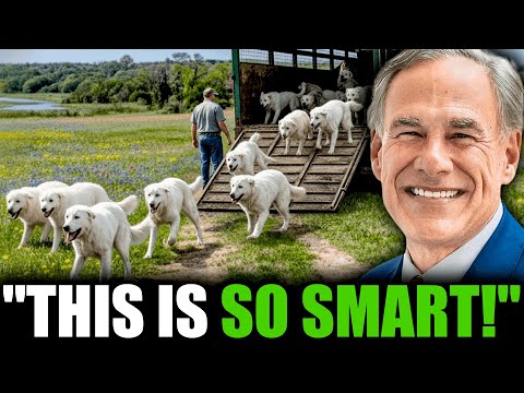 Everyone Mocked Texas for Investing Millions in a Puppy Program… Years Later, They Regretted It