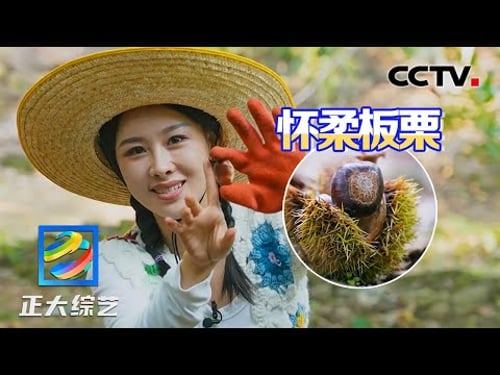 北京怀柔板栗全国闻名,大爷现场用柴锅炒栗子,软糯香甜太好吃了!| CCTV「正大综艺」
