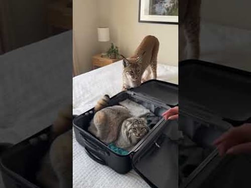 Pallas’s Cat is JEALOUS of the Lynx! 😱