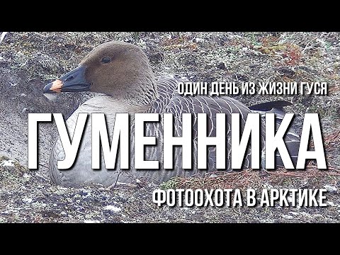 Один день из жизни гуся гуменника, фотоохота в Арктике