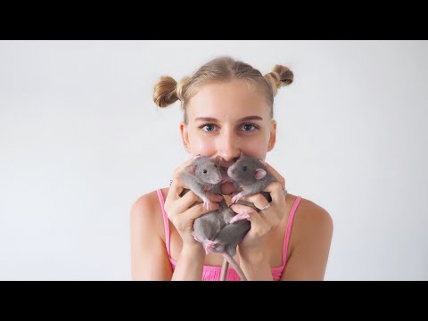 Free-ranging rats: how to train them, personal experience 🐀