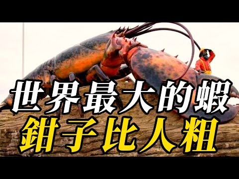 全世界最大的10種巨型蝦類,第三名都比普通蝦大5倍!第壹名比狗還大,7年才能長成壹只,富豪都吃不起!#野生动物 #animals #野生生物 #科普 #百科密码 #野生動物 #知识渊博
