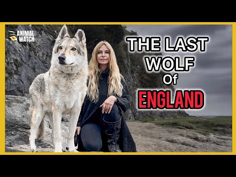 THE LAST WOLF OF ENGLAND / How England's Wolves Became Extinct
