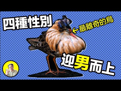 一決雌雄、迎男而上、假彩禮騙婚。是男子漢就讓翔飛的更遠一點!那些不擇手段的求偶詭計與瀕臨滅絕的老實鳥......|總裁聊聊