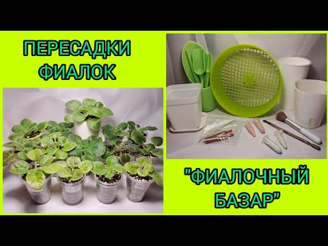 Пересадки фиалок. "Фиалочный базар".