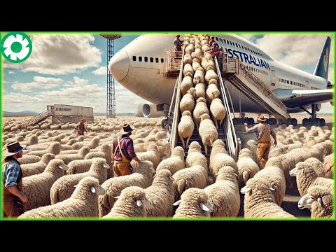 Transport Millions of Sheep and Cattle This Way - Farmers Raising of Sheep - Agriculture Technology