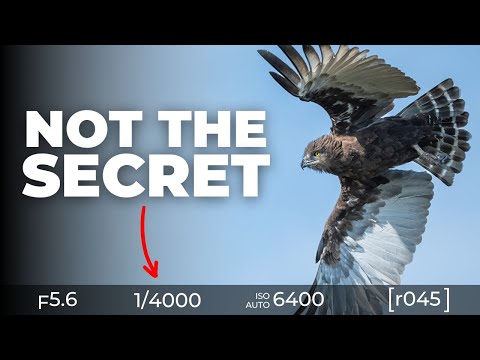 7 Habits of Top 1% Wildlife Photographers