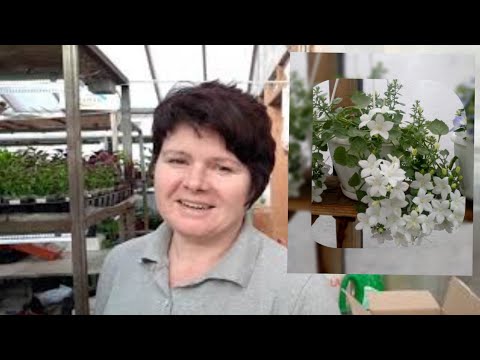 Кампанулы и их предпочтения!