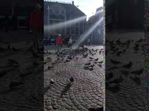 Amsterdam City | Birds at the Centrum| AMSTERDAM| Holland | Gurcharandass Ji