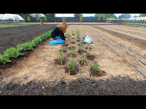 Planting Peppers & Growing Tips (+ Climbing Rose Update)! πΆπΉπ₯° // Garden Answer