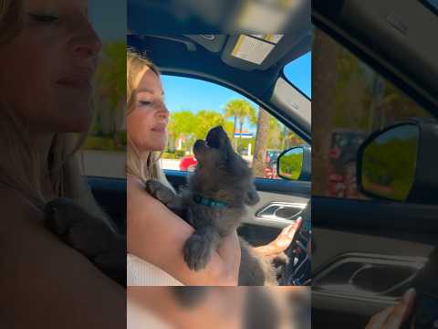 WOLF PUPPY HOWLING IN CARPARK - #wolfhowl #wolfhowling #bluewolf