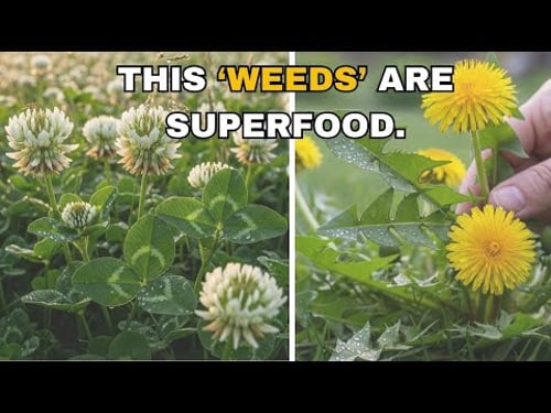 9 Wild Edible Plants Growing in Your Backyard Right Now (Free Food You're Ignoring)