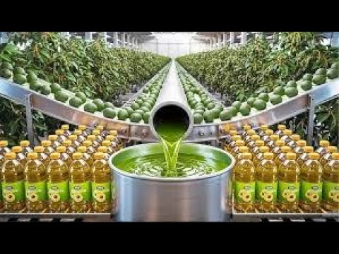 How Avocado Oil Is Made 🥑 Inside the Modern Factory Process From Fresh Fruit to Premium Oil