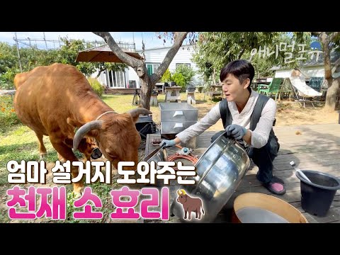 400kg 소가 24시간동안 엄마만 졸졸 따라다니는 이유 I KBS 자연의 철학자 221021 방송