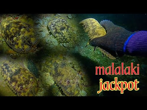 ep515 dive1 malalaking kopapa naglabasan na jackpot night spearfishing Philippines