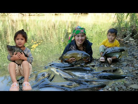 Catching fish, trapping fish, blocking water to catch fish - cooking with my little daughter
