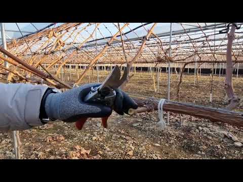 포도전정 동영상