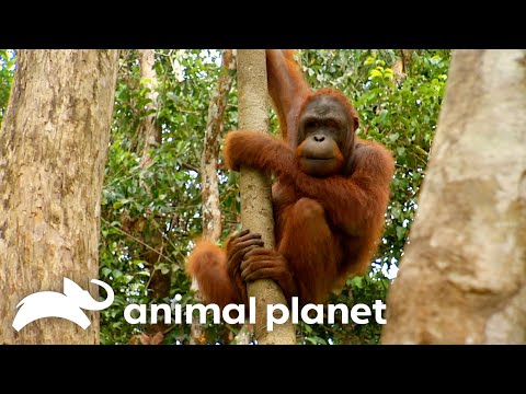 Chen Chen's Wildest Moments From Season 2 | Orangutan Island | Animal Planet