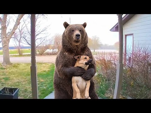 This Animal Friendship Will Make Your Day!