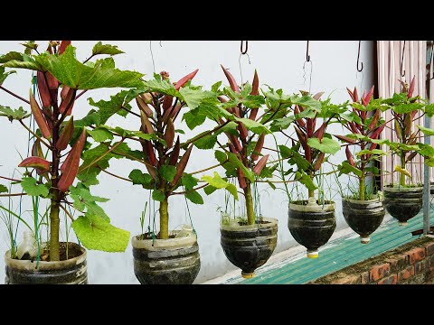 Growing Okra Has Never Been Easier, No High Yield Garden Required!