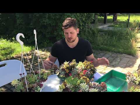 Обрезка садиков из суккулентов для сохранения красивой формы