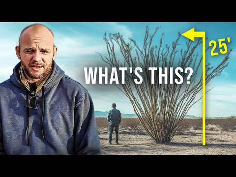 I Found A Bizarre Desert Forest in my Northwest Corner of My Ranch